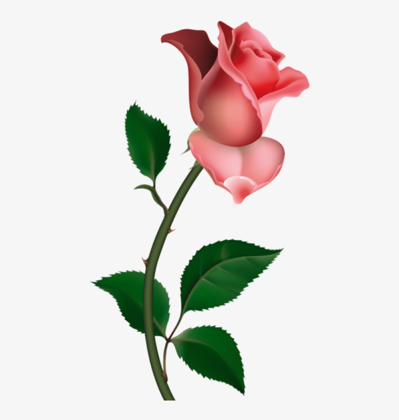 Free Png Download Rose Png Images Background Png Images - Rose Png, transparent png download