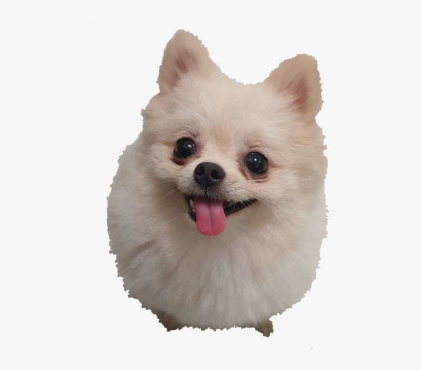 Pomeranian, transparent png download