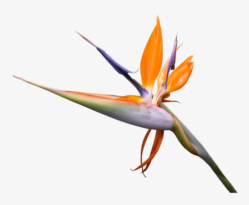 Strelicia - Bird, transparent png download