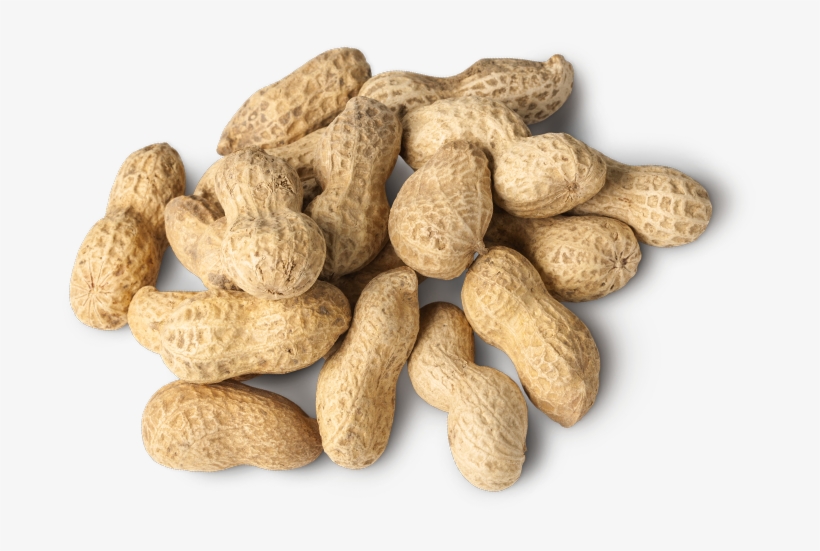 Peanuts - Peanut, transparent png download