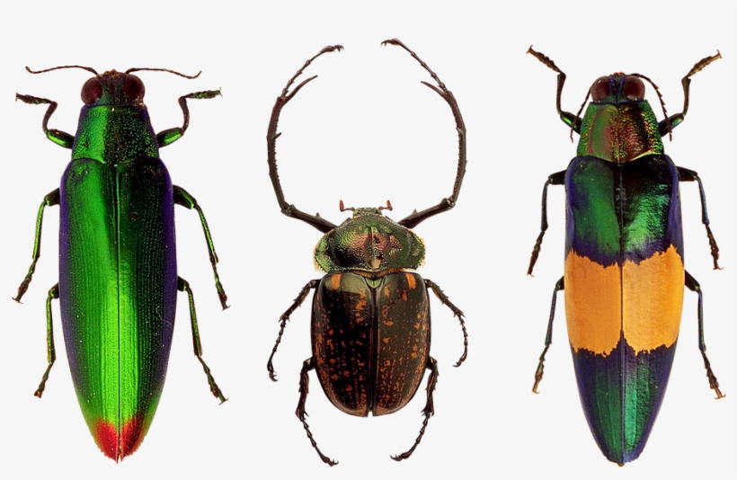 Book Of The Week - Coleotteri Png, transparent png download