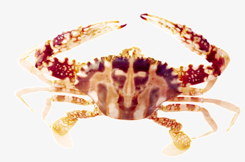 Beautiful Physical Marine Png - 海鲜, transparent png download