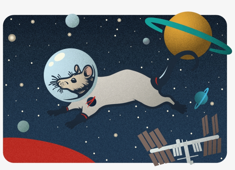 Nasa-funded Research Team Sends Mice To Space - Illustration, transparent png download