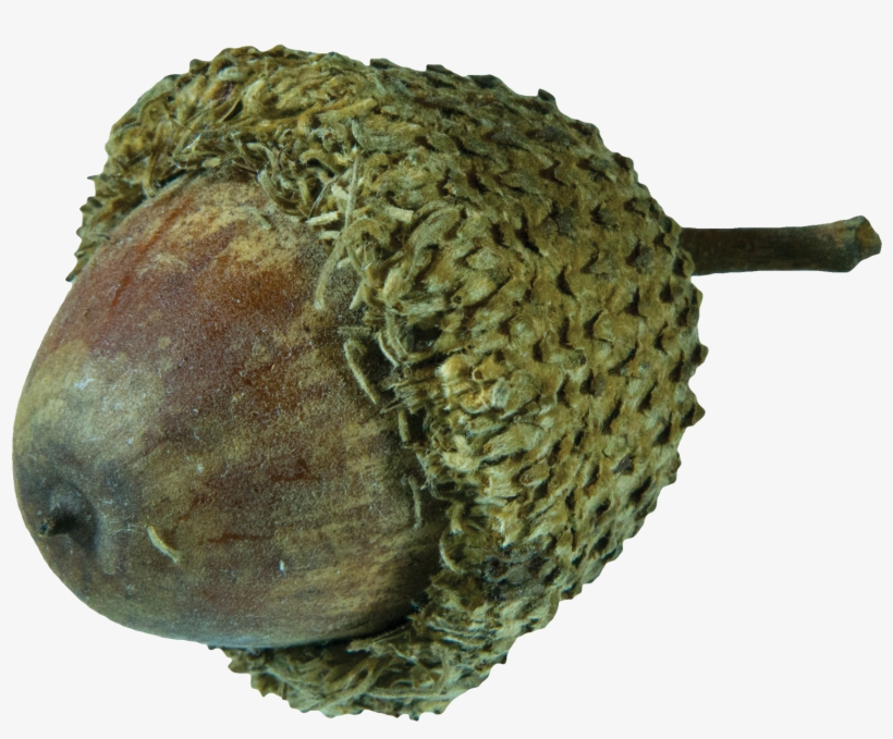 Fruit - Bur Oak Fruit, transparent png download