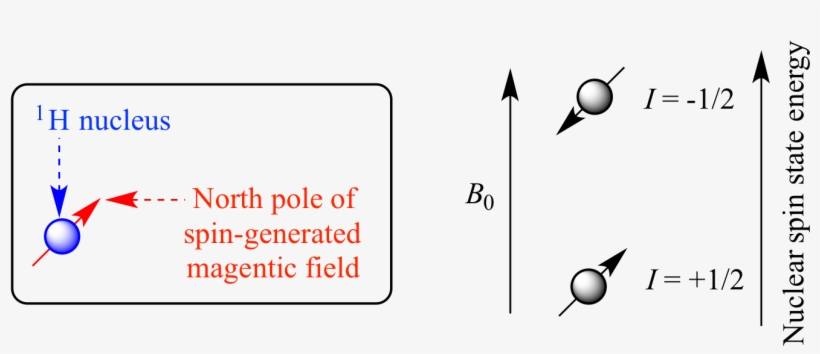 A Proton Has Two Nuclear Spin States - Moms Club, transparent png download