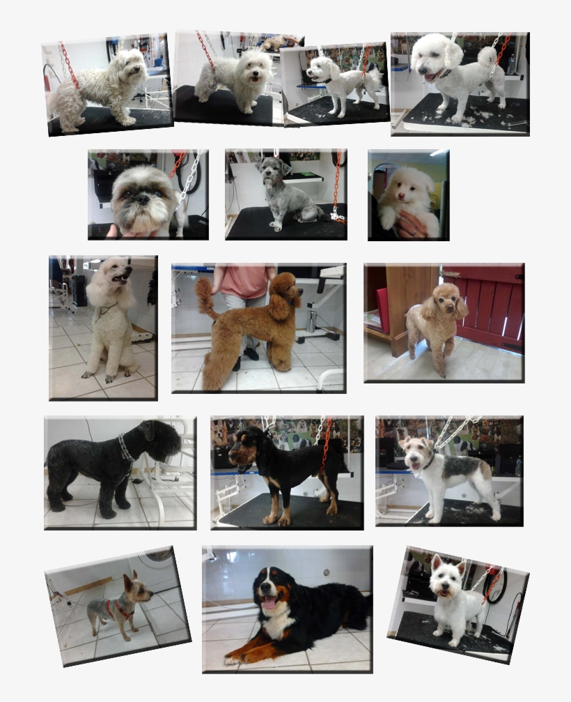 Bien Etre Canin Page2 - Companion Dog, transparent png download