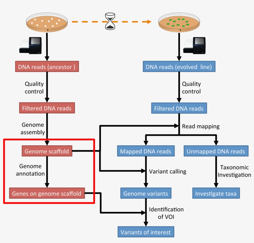 Images/workflow1 - Genome Annotation, transparent png download