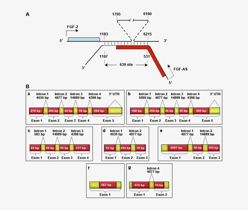 Fgf 2 And Nudt6 Genes Overlap At 3' Ends, And The Mrnas - Diagram, transparent png download