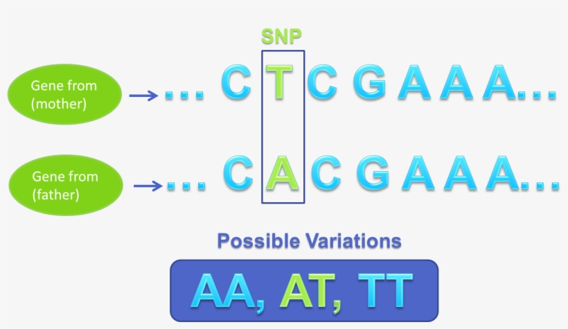 Gene Sequence Variation Snp - Snp Genetics, transparent png download