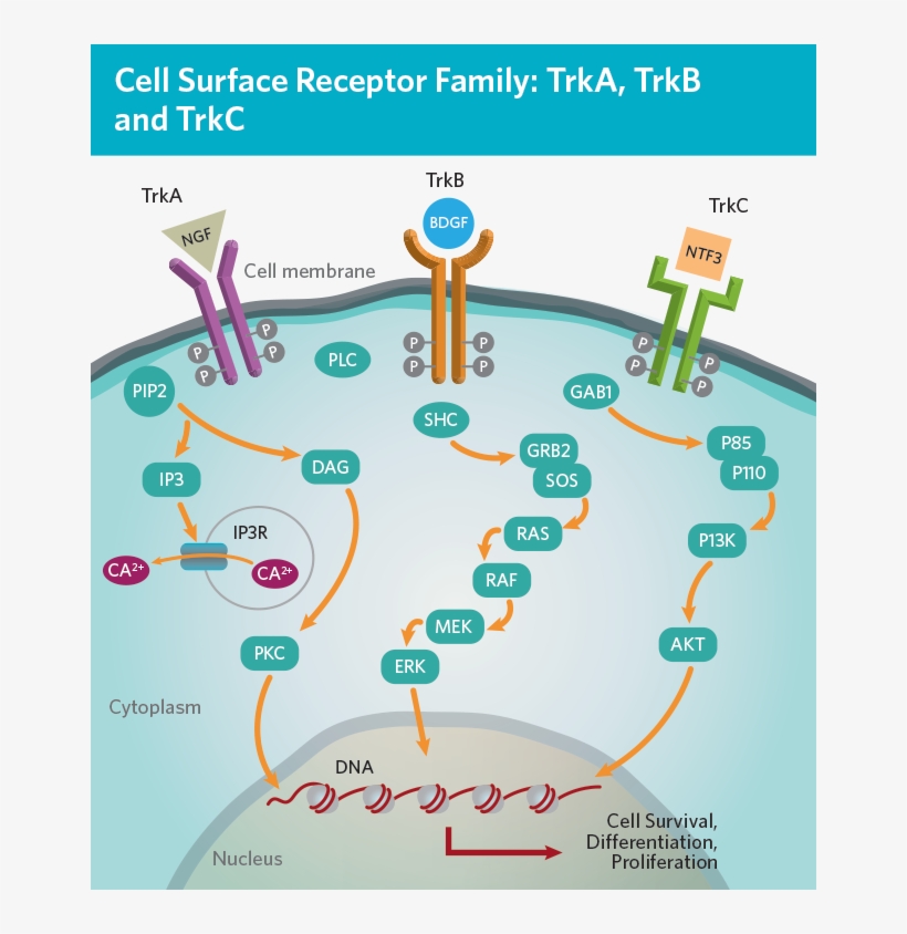 Expand Collapse Trk 1,2,3 - Diagram, transparent png download