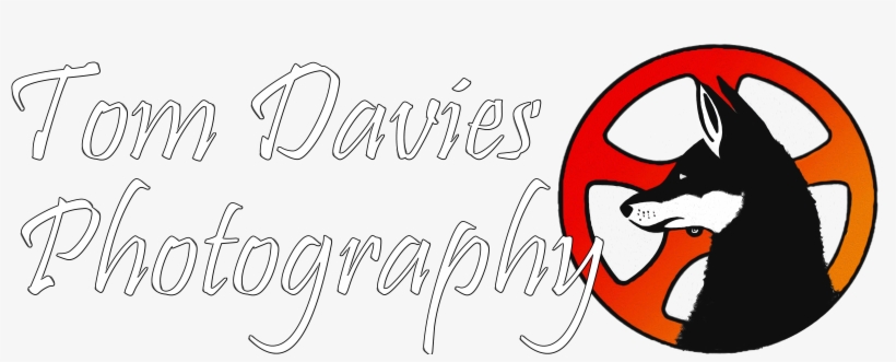 Letter Header New Png New New New Neeewwwww - Calligraphy, transparent png download