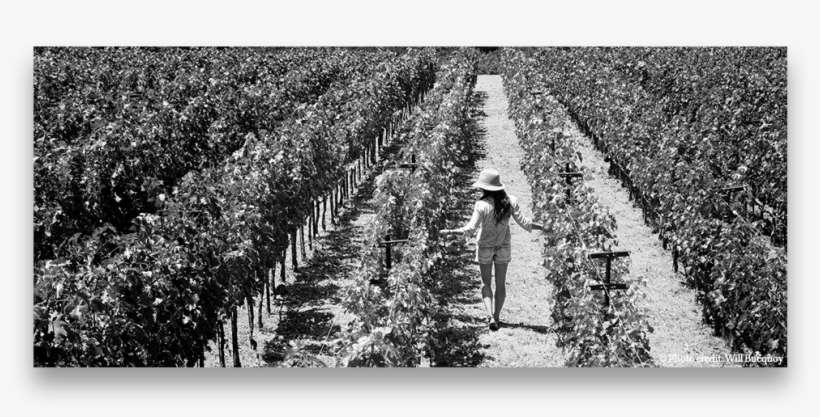 Live - Vineyard, transparent png download