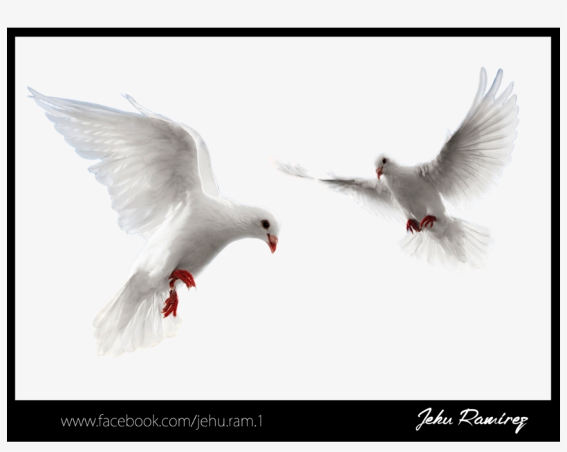 Palomas Png, transparent png download