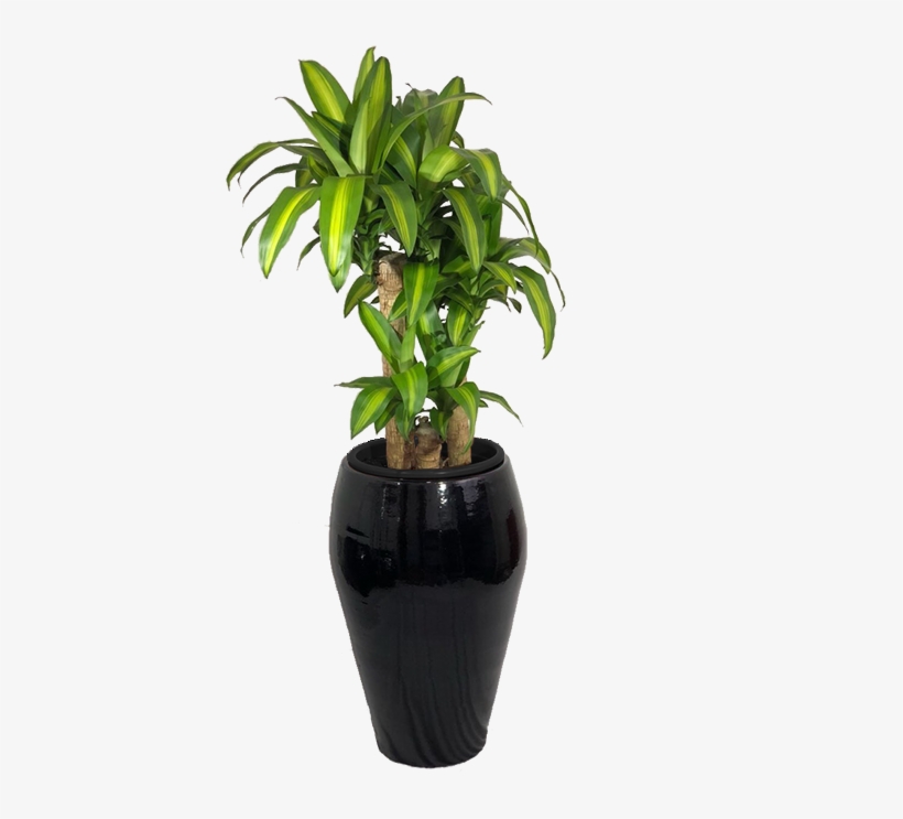 Home>loja>plantas Naturais Ornamentadas>plantas De - Houseplant, transparent png download