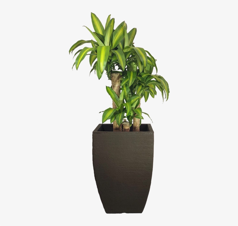 Home>loja>plantas Naturais Ornamentadas>plantas De - Flowerpot, transparent png download