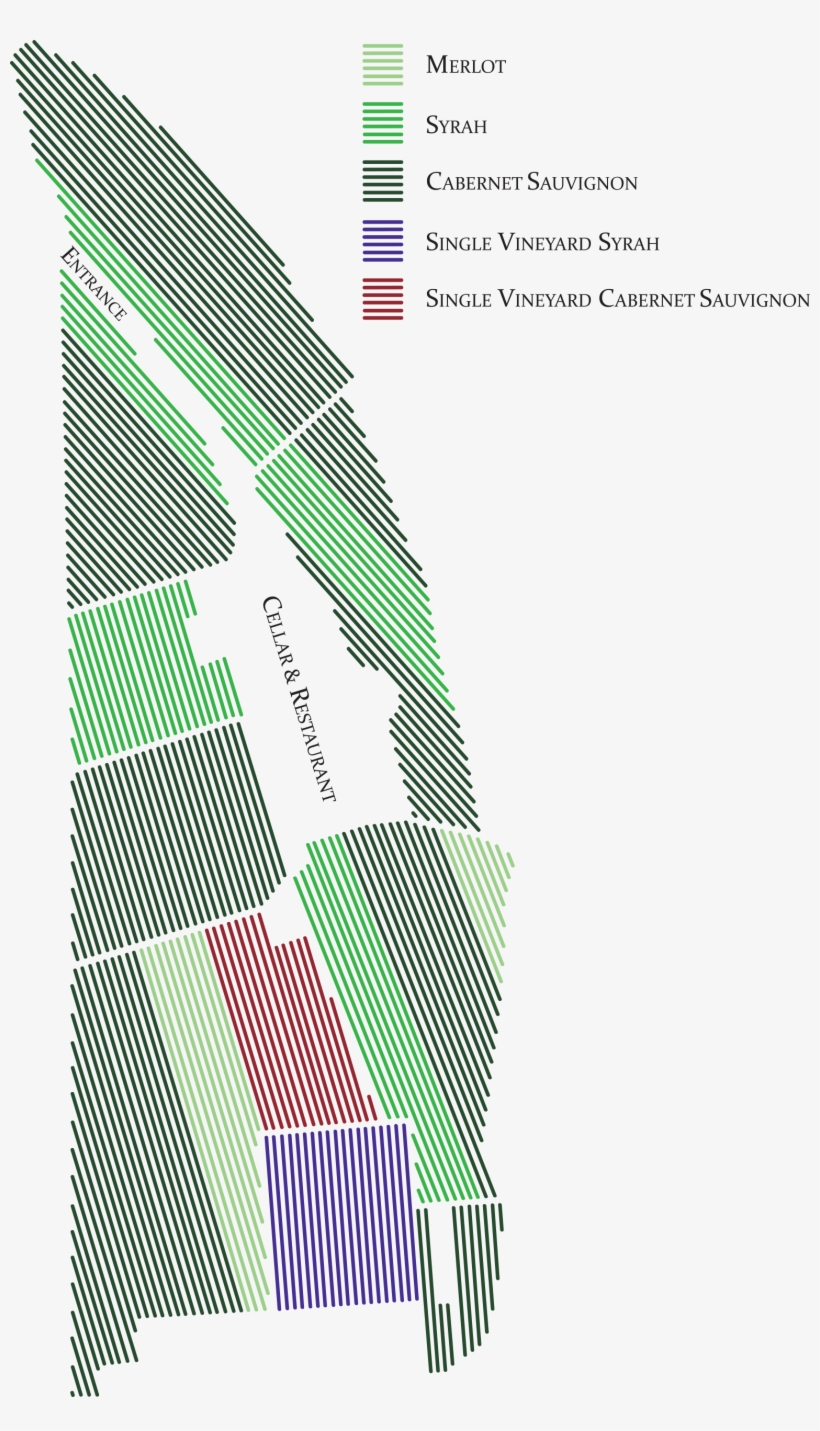 The Vineyards Are Vertically Trellised And The Canopy - Style, transparent png download