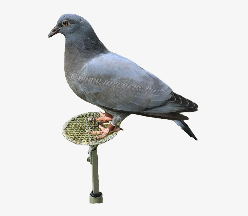 Casalese O Lisa Italiana - Stock Dove, transparent png download