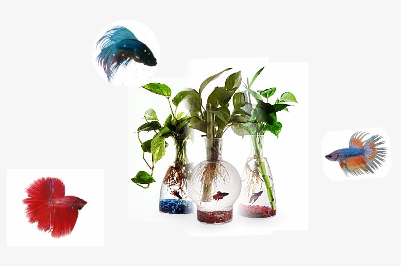 ¿qué Condiciones Necesita Agua - Houseplant, transparent png download