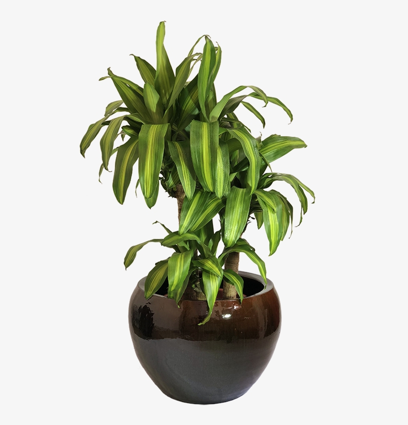 Home>loja>plantas Naturais Ornamentadas>plantas De - Flowerpot, transparent png download