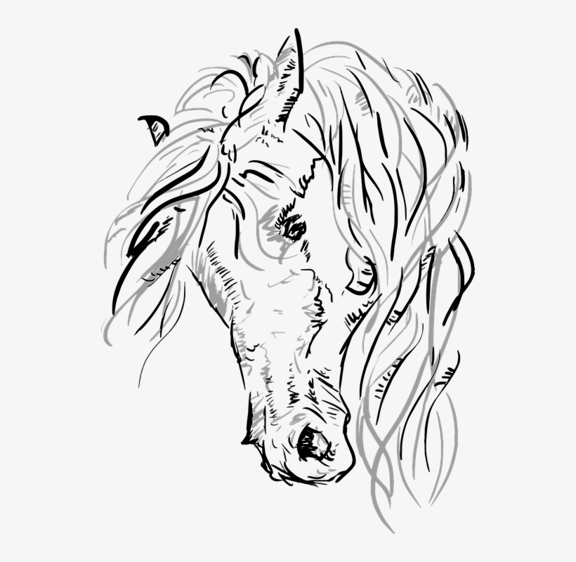 Vector, Horse, Horsehead, Grayscale, Sketch - Transparent Horse Head Vector, transparent png download