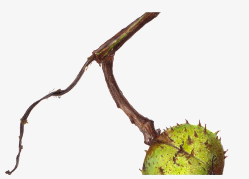 Fruit, transparent png download