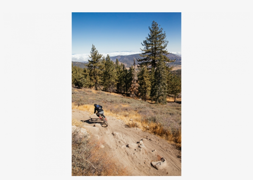 Baby Got Back - Shortleaf Black Spruce, transparent png download