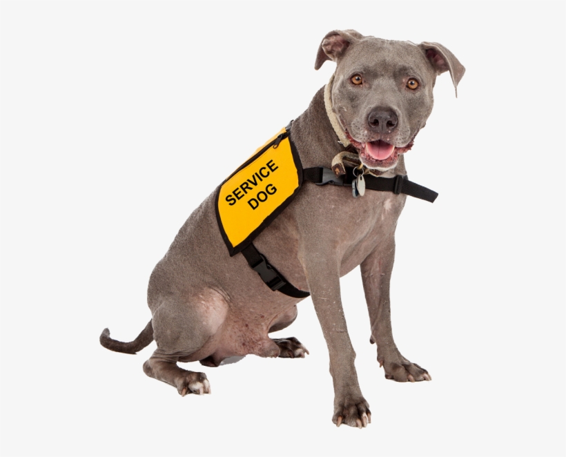 We Work With Any Dog, Any Age To Help Them Become An - Service Dog, transparent png download