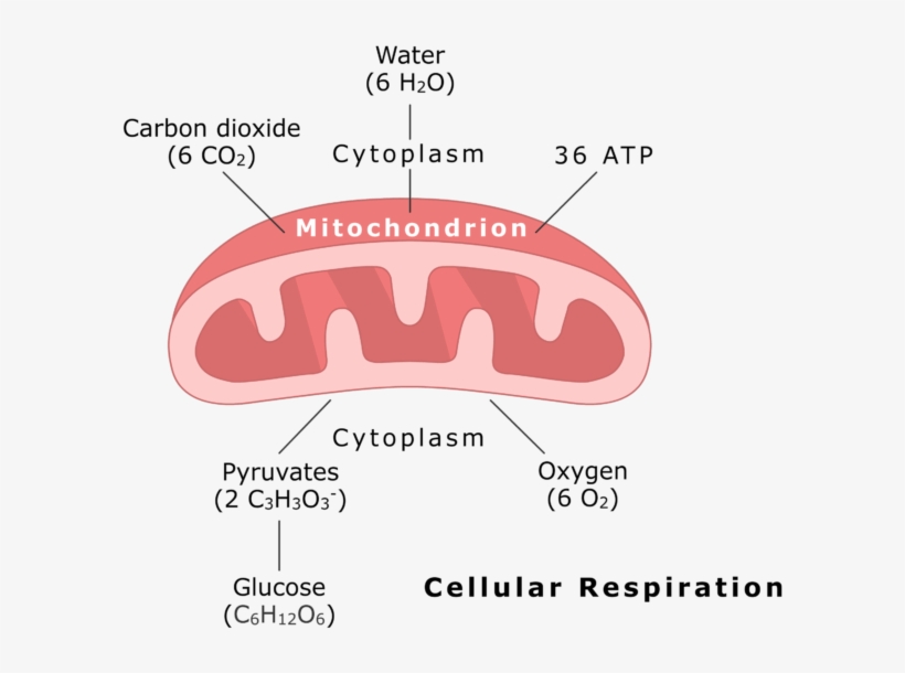 Carbon Dioxide Png, transparent png download