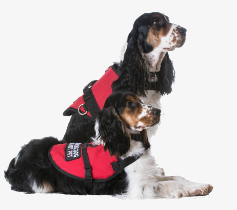 Service Dogs - Landing Page Pet, transparent png download