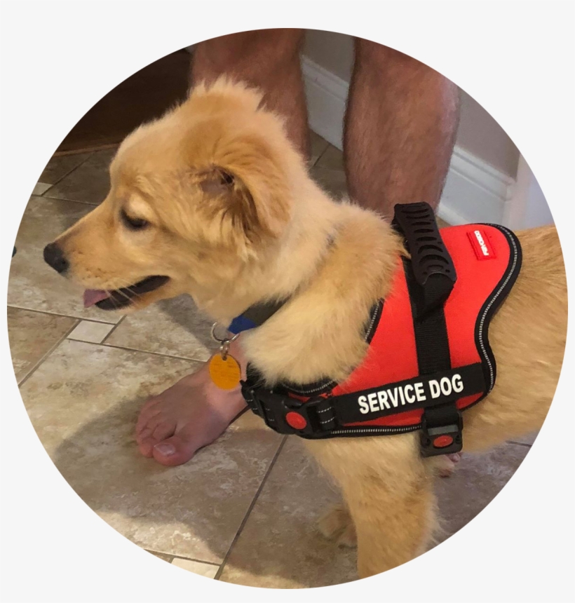 Other Ways To Donate - Companion Dog, transparent png download