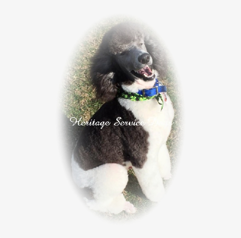 Kito Was Placed In Oregon To Work As A Medical Alert - Standard Poodle, transparent png download