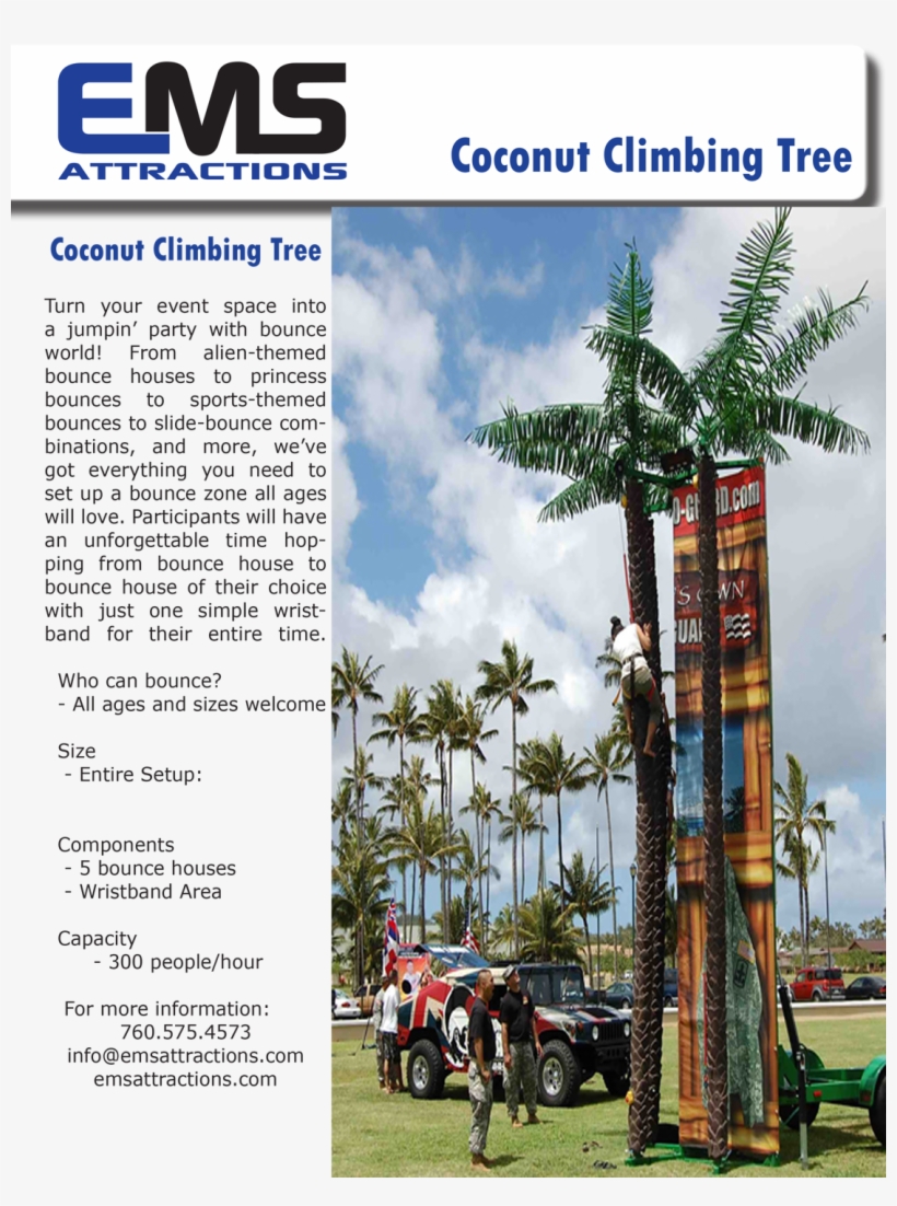 Photo Gallery - Roystonea, transparent png download