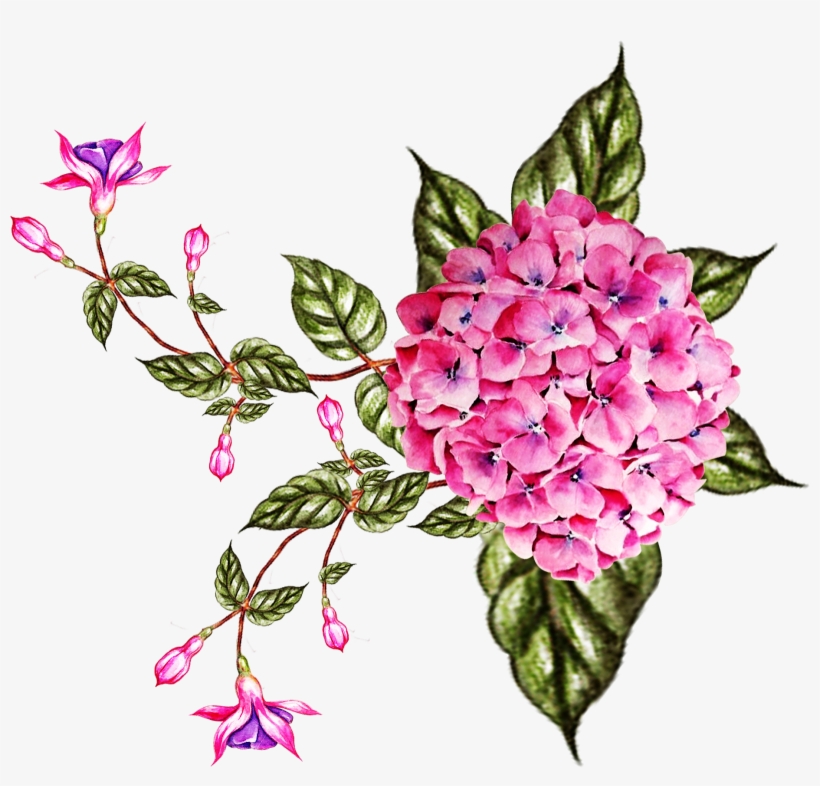 Vector,flower,vector Art,flower Vector,vector Flower - Rosa Glauca, transparent png download