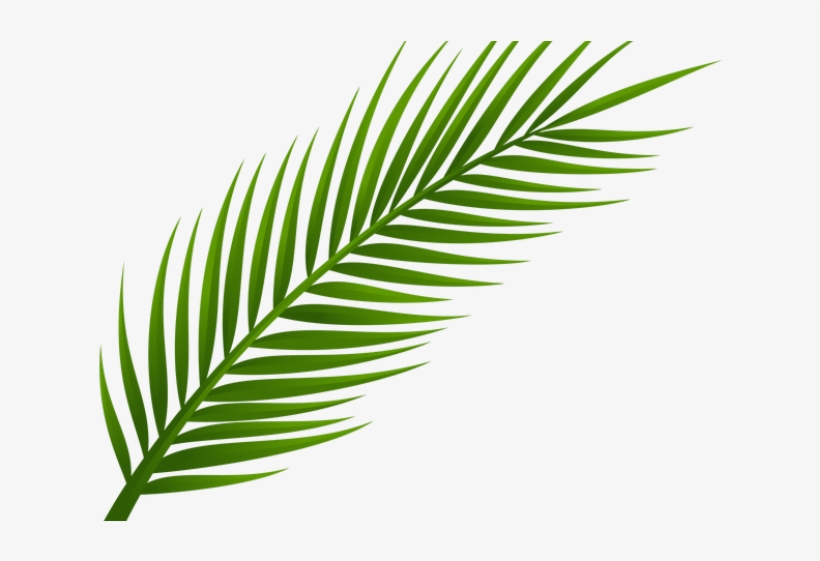 Drawn Palm Tree Leaf - Palm Leaf Png Free, transparent png download