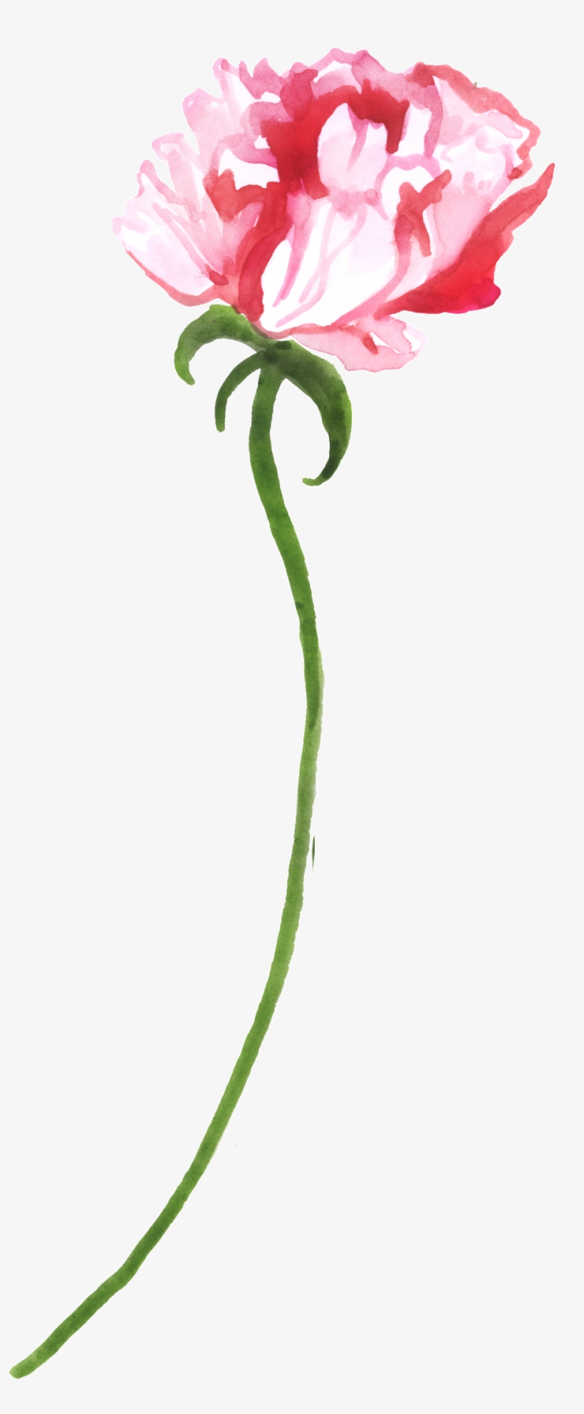 Pink Flower Transparent Decorative - Anthurium, transparent png download