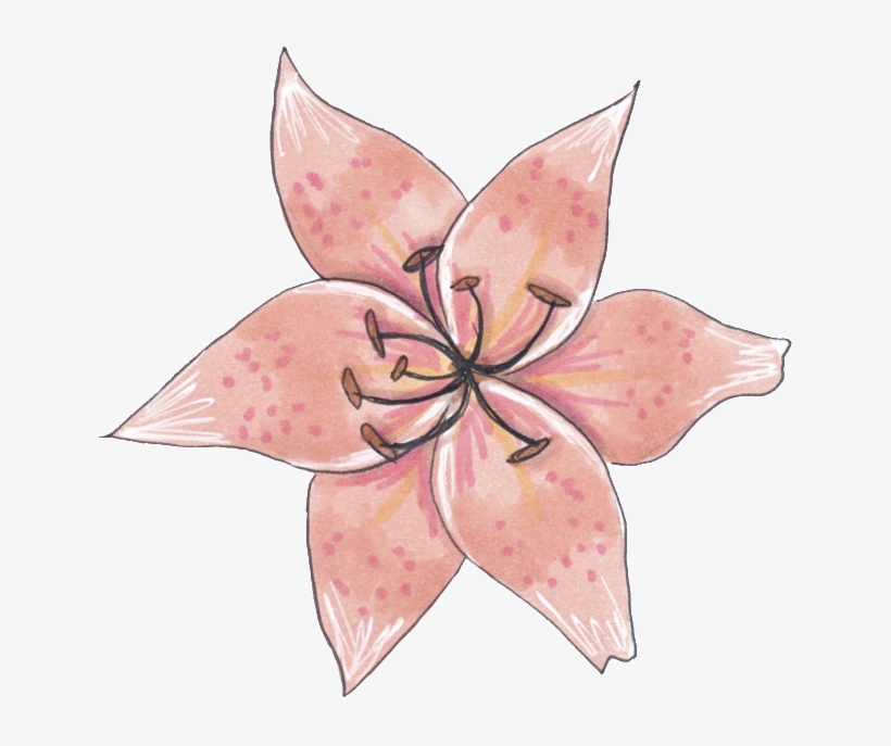 A Specimen Flower Png Transparent - Sketch, transparent png download