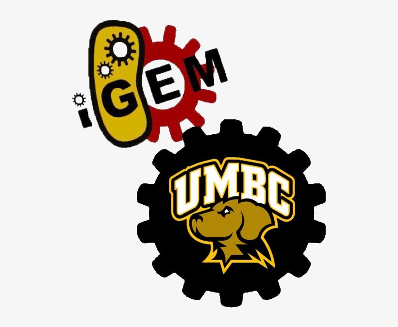 Team - Umbc-maryland - Umbc T Shirt, transparent png download