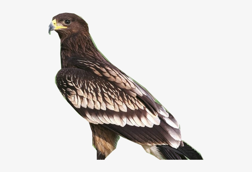 Greater Spotted Eagle T - Golden Eagle, transparent png download