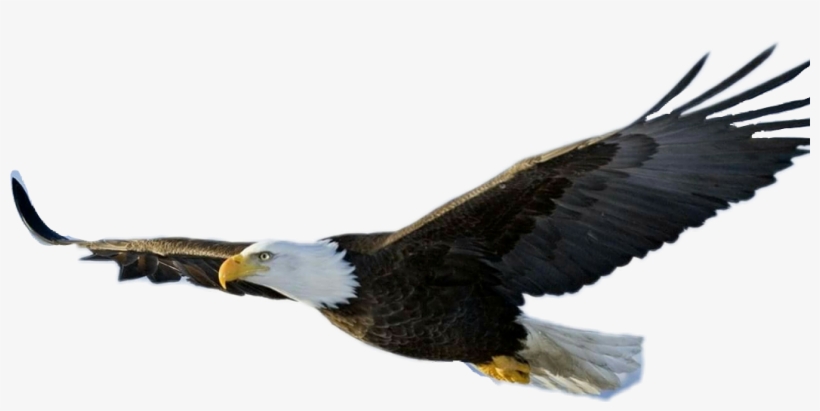 Largest Collection Of Free To Edit Eagle💕😏@guli Xci - Eagle Png Transparent, transparent png download