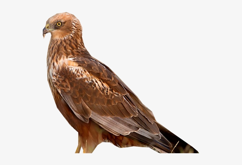 Levant Sparrowhawk T - Red-tailed Hawk, transparent png download