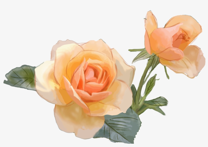 Yellow Rose Flower Commercial Png And Psd - Garden Roses, transparent png download