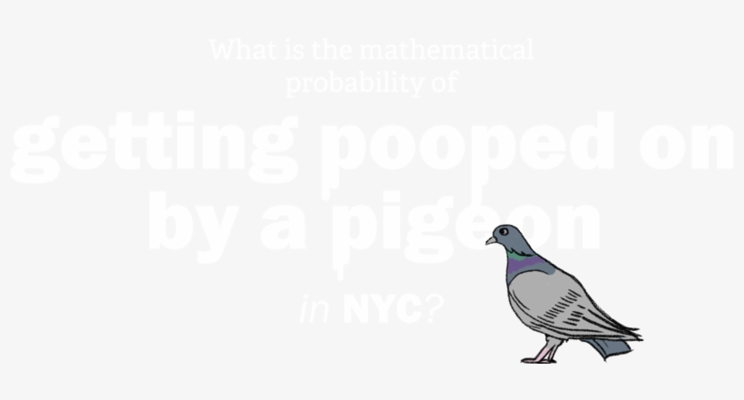 What Is The Mathematical Probability Of Getting Pooped - Pigeons Doing Math, transparent png download