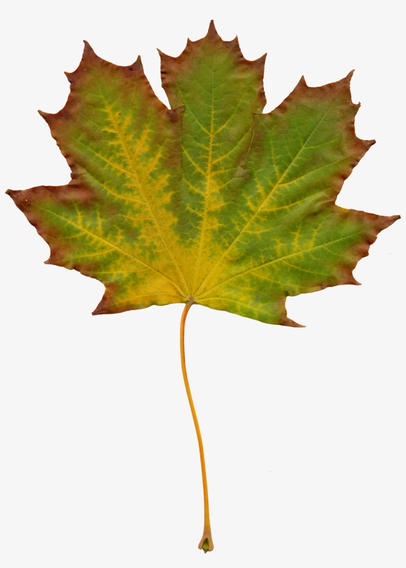 Leaves Nature Autumn Clipart 1072563 - Liście Clipart, transparent png download