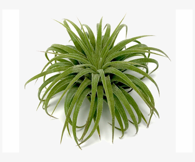 800 X 600 2 - Air Plant Transparent, transparent png download