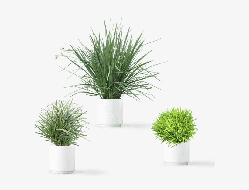 Plants - Art, transparent png download