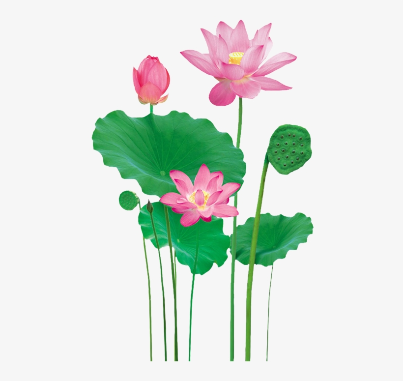 Durga - Sacred Lotus, transparent png download