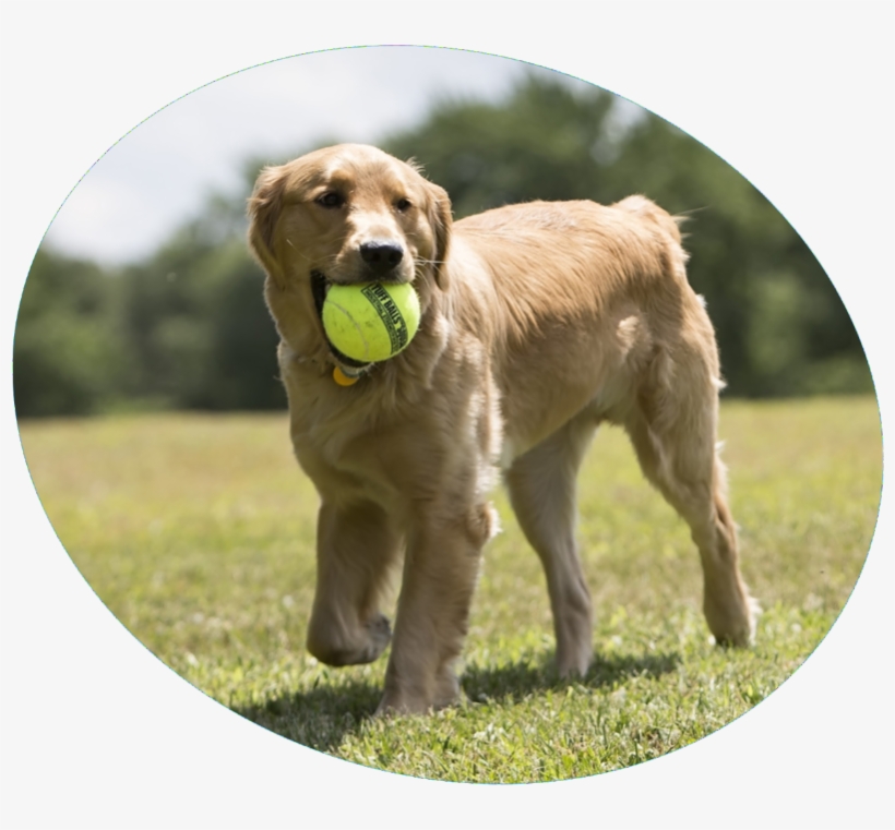 Dog Birthday Gift Ideas - Dog Catches Something, transparent png download