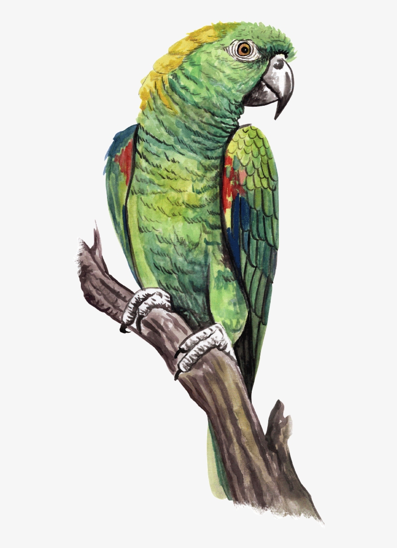 Guias - Macaw, transparent png download