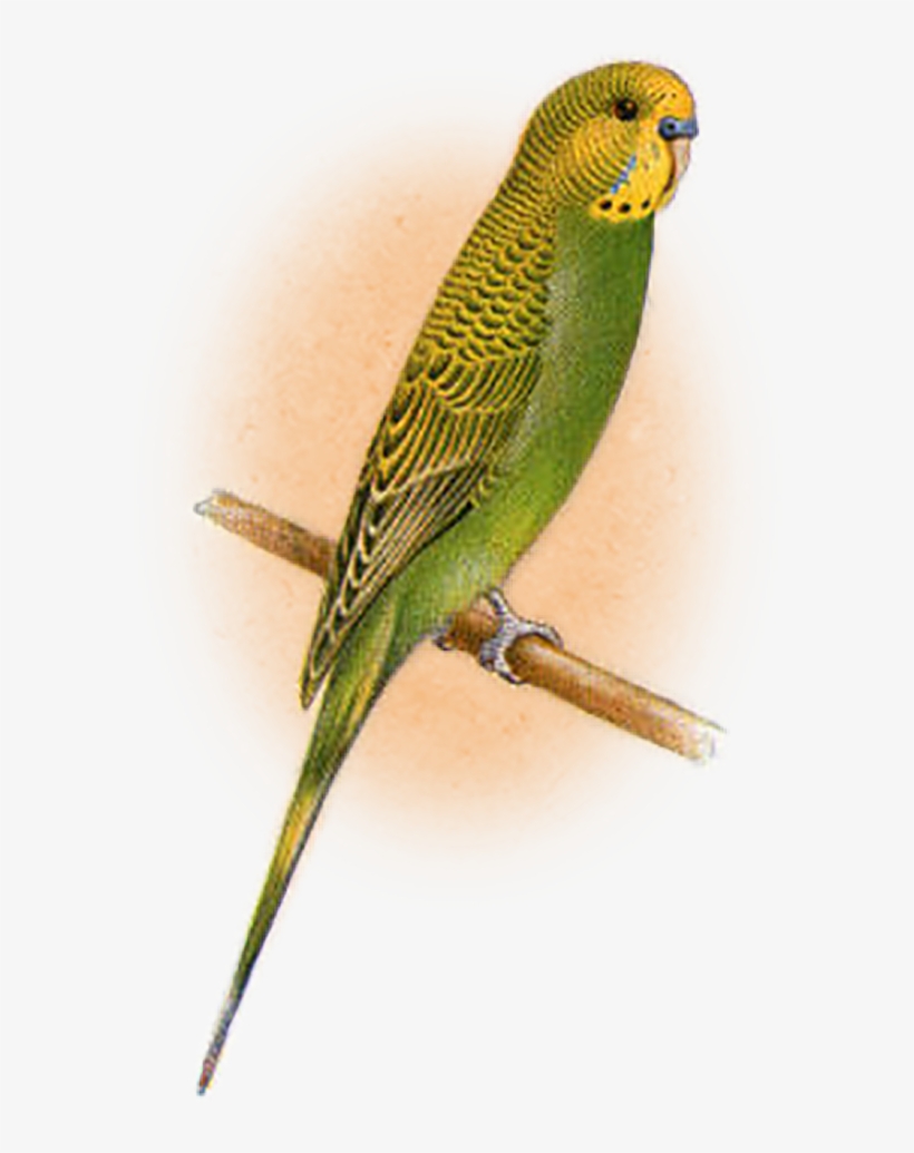 Lancashire Canaries, transparent png download