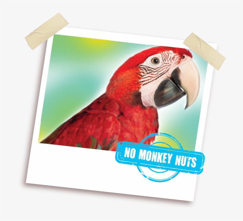 With No Monkey Nuts - Macaw, transparent png download